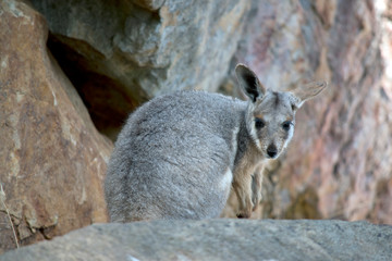 Naklejka na ściany i meble the young Yellow footed rock wallaby is high on a ledge