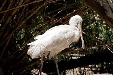 this is a side view of a yellow spoonbill