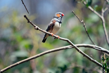 this is a side view of a zebra finch
