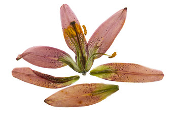 Pressed and dried flower lily martagon or lilium martagon, isolated on white background. For use in...