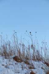枯れ草　冬　雪　素材