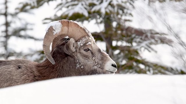 Bighorn Sheep in Snow in Jasper Canada Video Clip in 4k