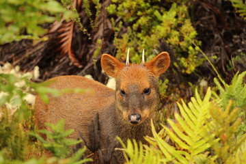 pudu 