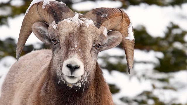 Bighorn Sheep in Snow in Jasper Canada Video Clip in 4k