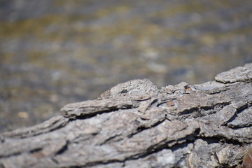 Bug on the cliff overlooking a stream