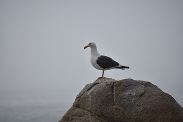 Seagull on a rock