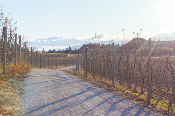 Walking and cycling trail surrounded by orchards with view of mountains and blue sky in autumn