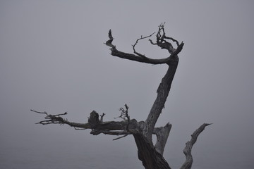 Tree in fog