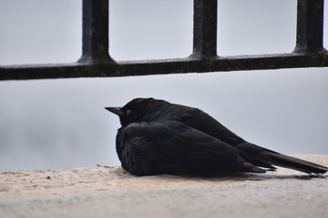 Bird resting on porch
