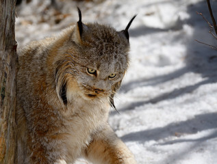 Female Canada Lynx concentrating on prey in the shade of a winter forest