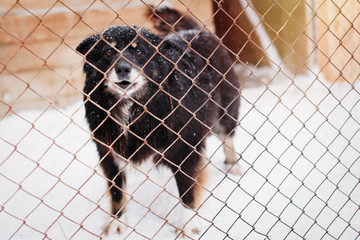 Miserable Outbred dog in a shelter in a cage.