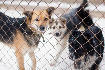 Miserable Outbred dog in a shelter in a cage.