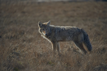 Tomi Fernandez Photography