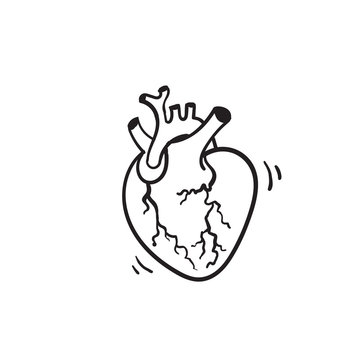 hand drawn vector isolated human heart. Anatomically correct heart with venous system.doodle