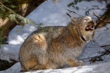 Hissing Canada Lynx sitting under an evergreen tree in a snowy forest