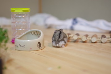 動物, ハムスター, 齧歯動物, ネズミ, お気に入りの, かわいい, 哺乳動物, 毛皮, 孤立した, ちっぽけな, 小さい, 白, 自然, 食べ物, シマリス, 家庭の, ネズミ, ねずみ, リス, お気に入りの, ふわふわした, 動物, 髪の毛, ペスト, 毛で覆われた