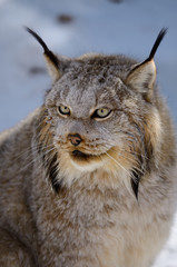 Face of female Canada Lynx in the shade of a winter forest