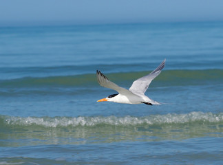 Royal Tern (Thalasseus maximus) flying over the Gulf of Mexico.