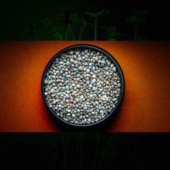 Hemp seeds in metal plate with hemp sprouts in the background