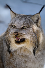 Growling face of female Canada Lynx in the shade of a winter forest