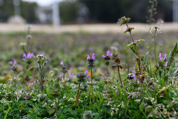 ホトケノザやナズナなどの野草が繁り始めた春の草むら
