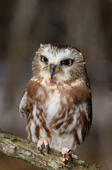 Small female Northern Saw Whet Owl sitting on a tree branch in a forest in winter