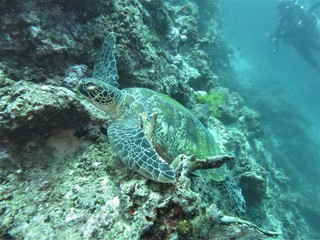 ヒレ（前足）をサンゴに引っ掛けて眠るウミガメ