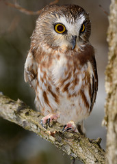 Wide eyed female Northern Saw Whet Owl perched on branch in a forest in winter