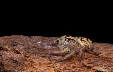 Jumping spider on timber in nature.