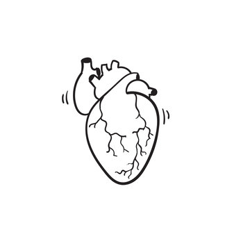 hand drawn vector isolated human heart. Anatomically correct heart with venous system.doodle