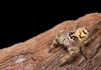 Jumping spider on timber in nature.