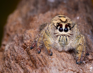 Jumping spider on timber in nature.