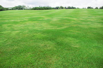 lawn with white skies.