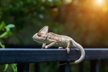 Veiled chameleon (chamaeleo calyptratus) in forest.