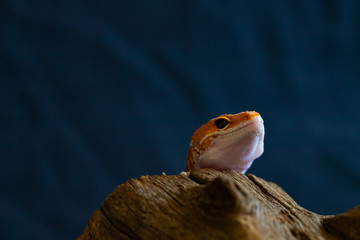 Leopard gecko lizard, close up macro. Cute Leopard gecko portrait (Eublepharis macularius).