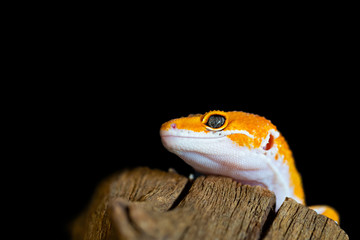 Leopard gecko lizard, close up macro. Cute Leopard gecko portrait (Eublepharis macularius).