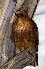 Fierce Red Tailed Hawk on a tree stump with snow in winter