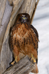 Squawking Red Tailed Hawk on a tree stump with snow in winter