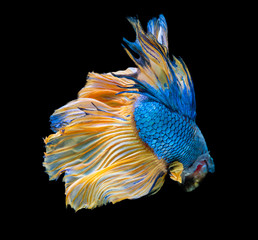 Fototapeta premium Beautiful betta splendens half moon siamese betta fish.