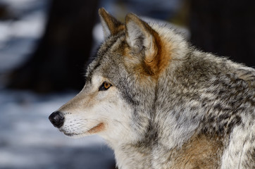 Close up profile of a male Gray Wolf face in a shaded North Ontario forest in spring
