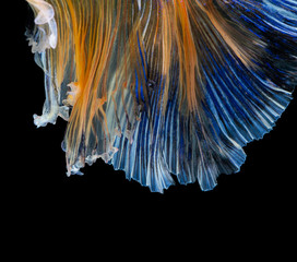 Beautiful betta splendens half moon siamese betta fish on black background.