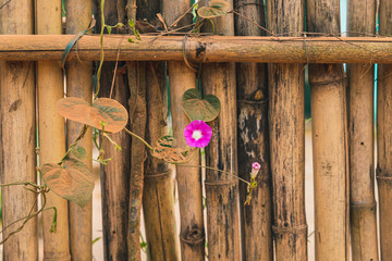 Flor empoeirada