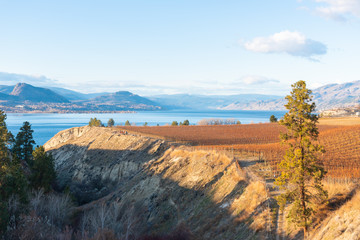 Autumn vineyards on the Naramata Bench with view of Okanagan Lake and mountains