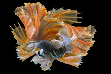 Beautiful movement of  Yellow betta fish tail, Siamese fighting fish, Betta splendens isolated on black background.