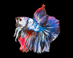 Beautiful betta splendens half moon siamese betta fish on black background.