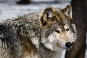 Close up face of a male Gray Wolf in sun at a North Ontario forest in spring