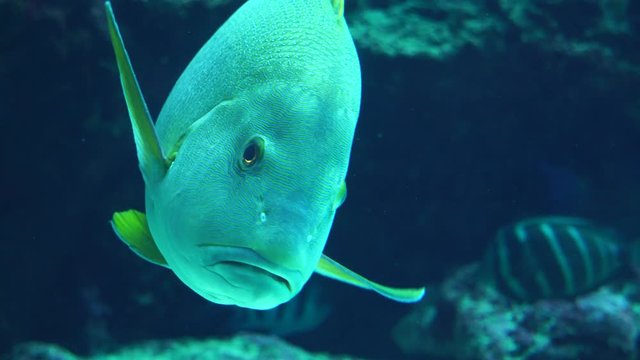 水族館の魚