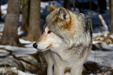 Close up of a male Gray Wolf face in a sunny North Ontario forest in spring