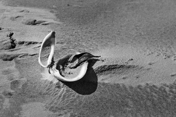 Concha - Natureza morta