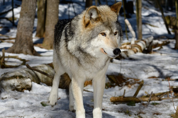 Fototapeta premium Running male Gray Wolf in a sunny North Ontario forest in spring